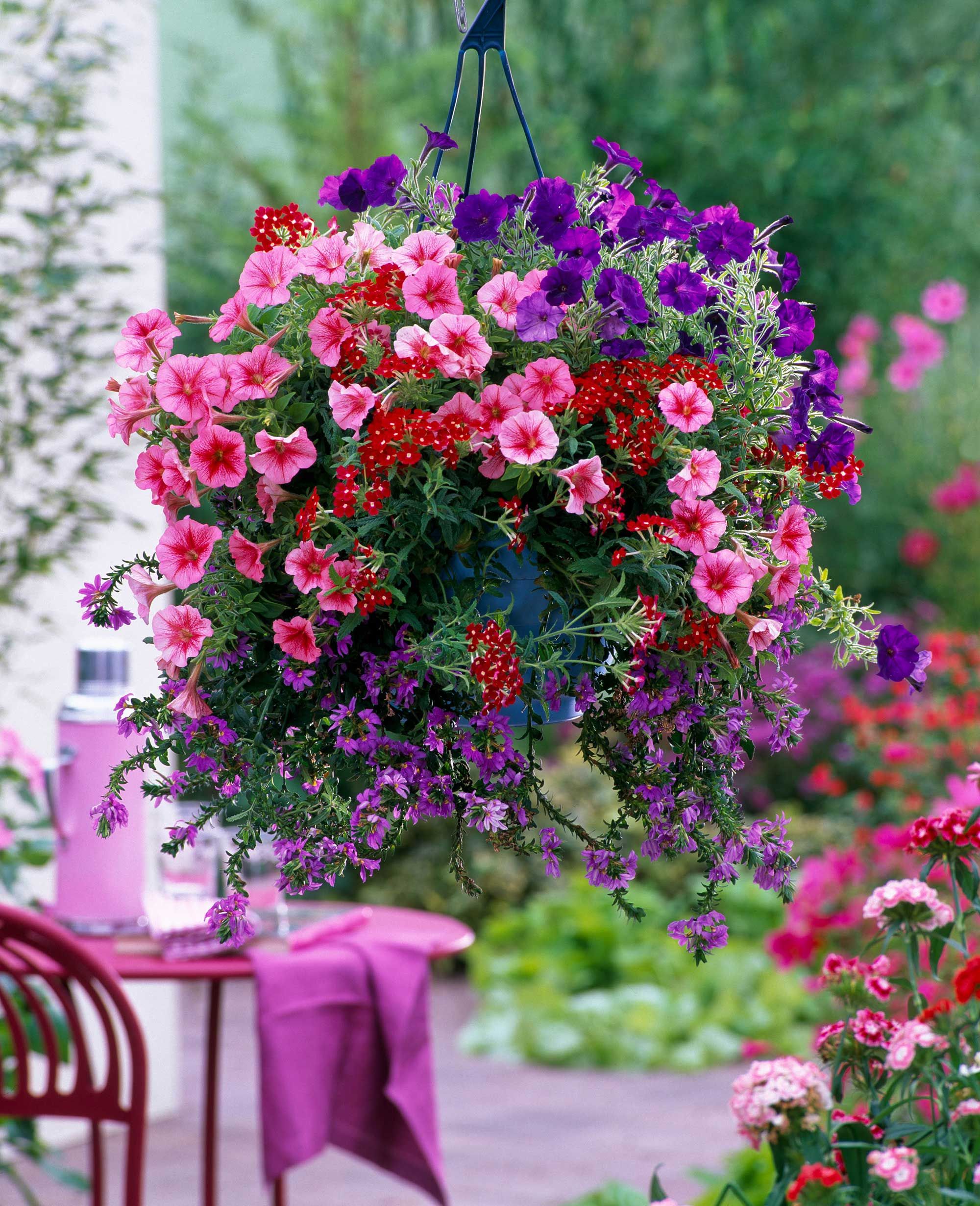 Best Plants For Hanging Baskets 10 Picks For Stunning Displays Up High Gardeningetc