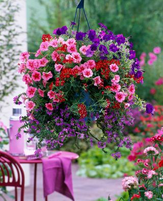 best plants for hanging baskets: petunias and verbena in bright arrangement