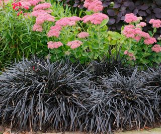 Black mondo grass growing at the front of a flower bed