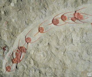 Fossilized trilobites in a queue.