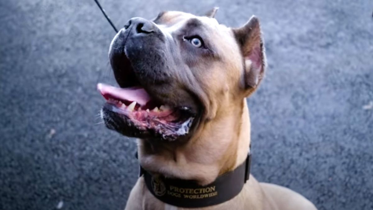 One of the protection dogs being trained by Protection Dogs Worldwide