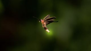 A close-up of a firefly with a lit up lantern