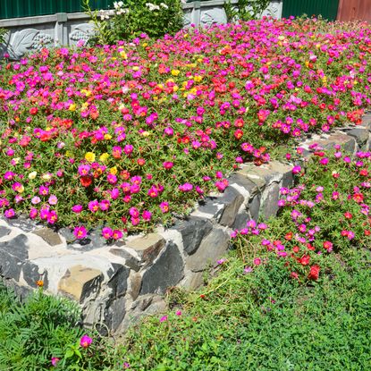 mixed flowers spilling over stone-based raised bed