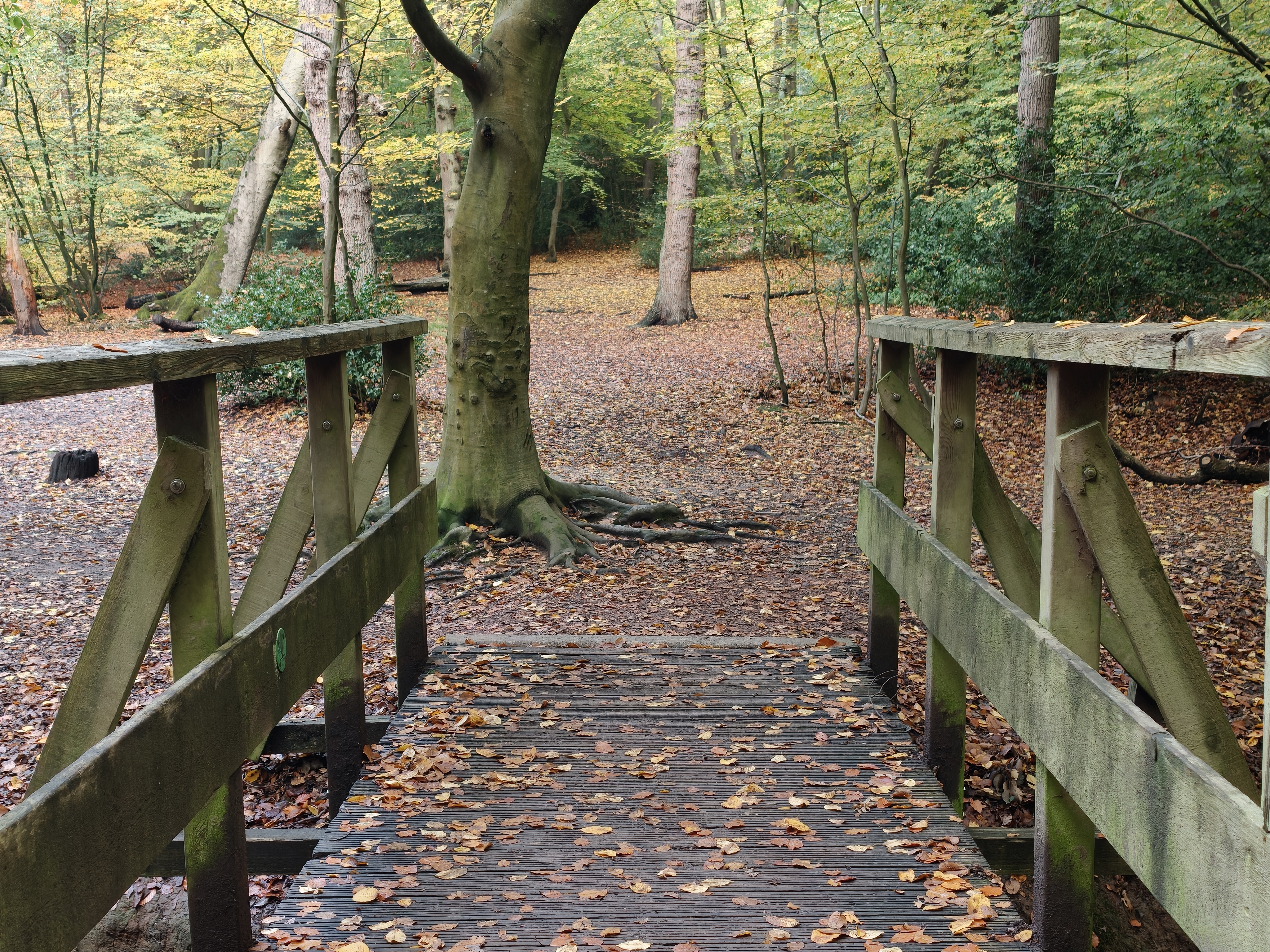 A bridge in a forest