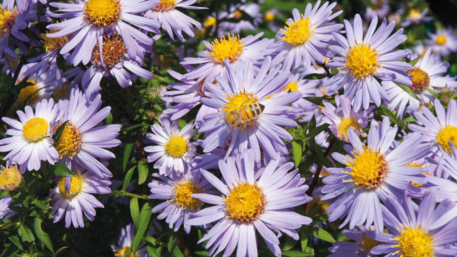 Purple asters with yellow centres in full flower, with a bee visiting one of the blooms