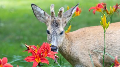 deer eating red lilies in garden