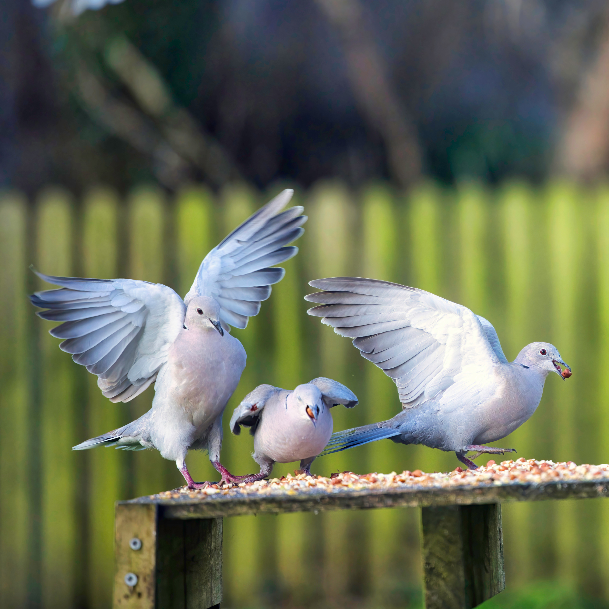 Three collared doves on a feeder table.