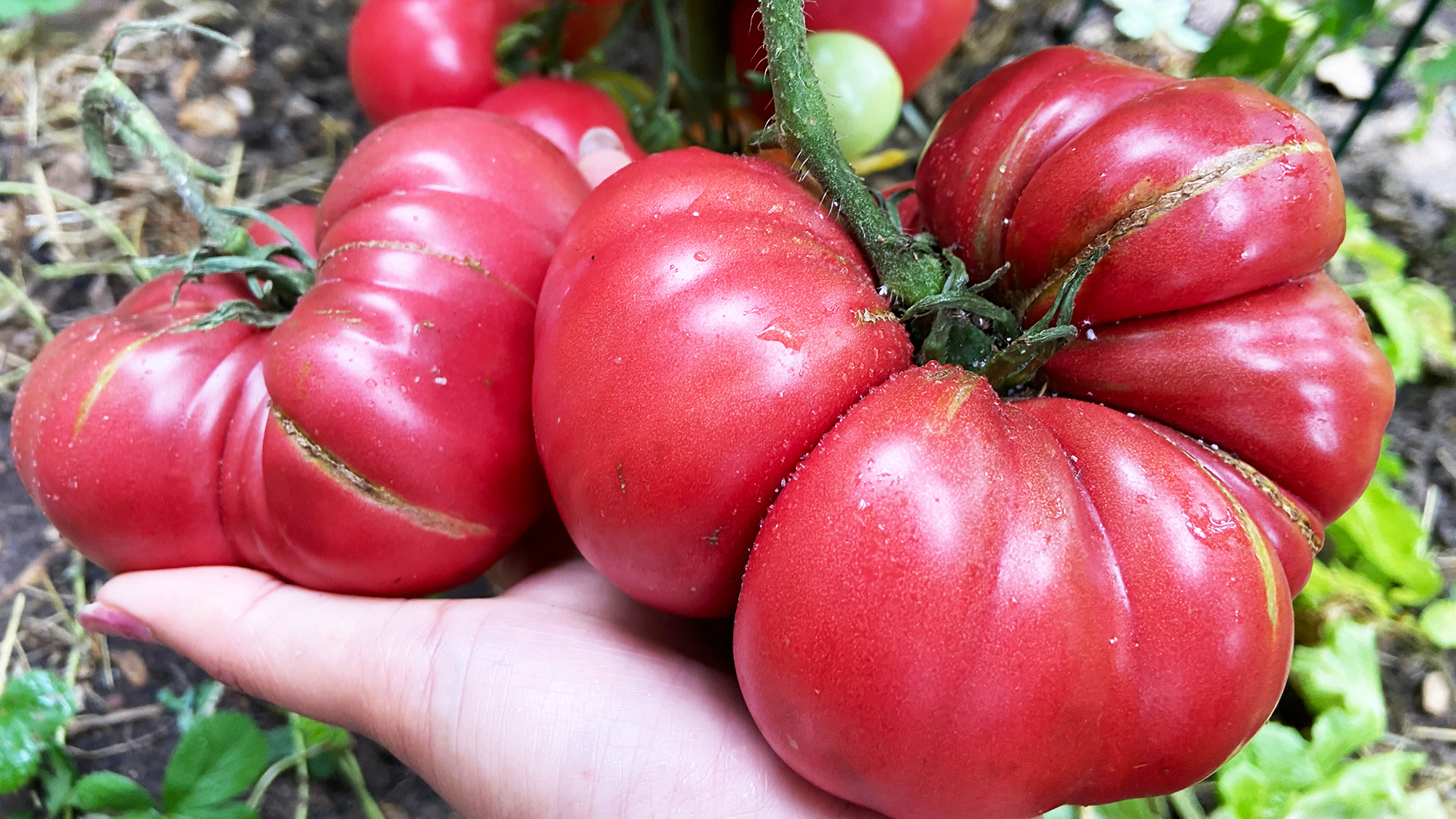 Catfaced tomatoes