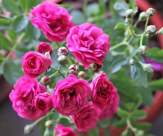 Pink roses growing in a pot
