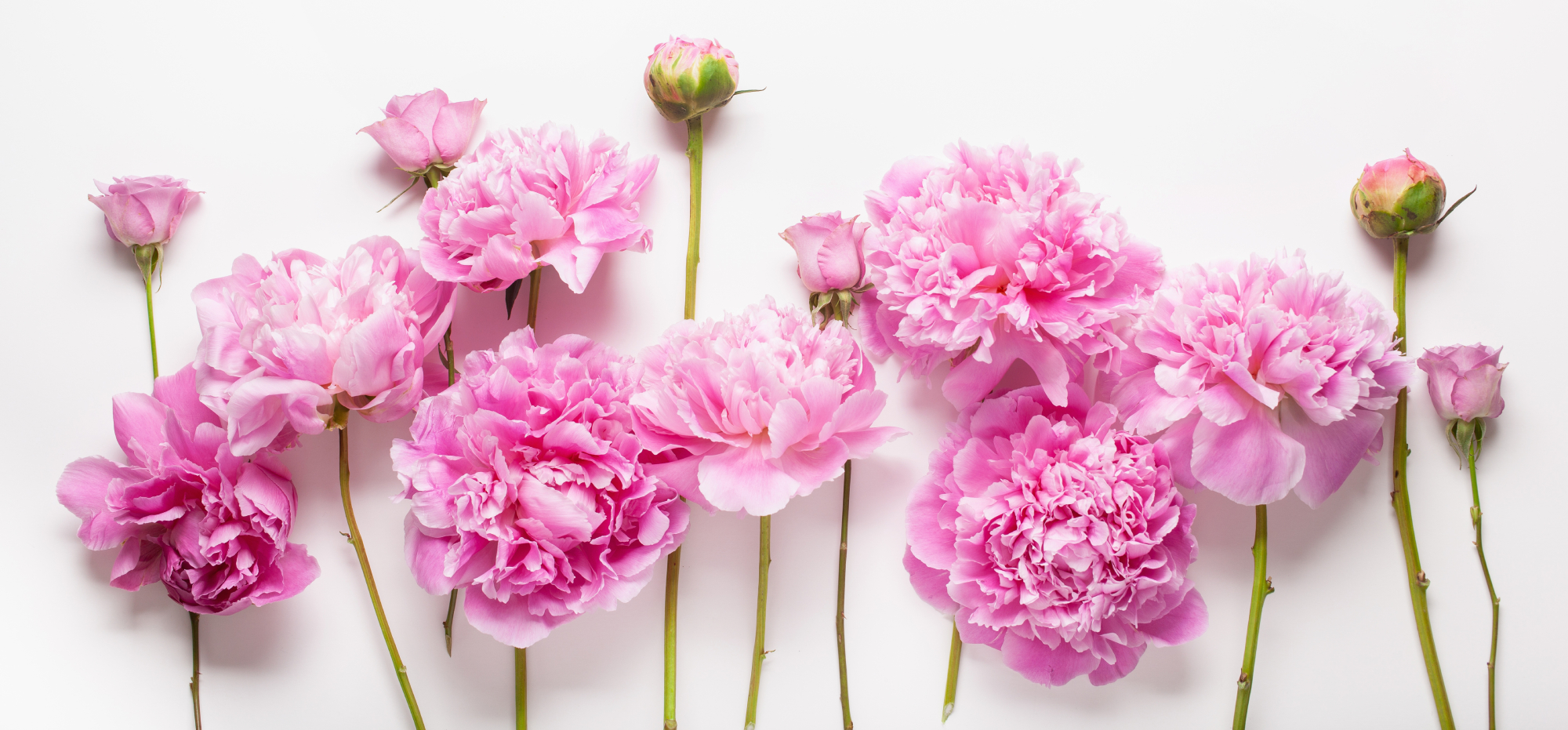 pink peonies and flowerbuds