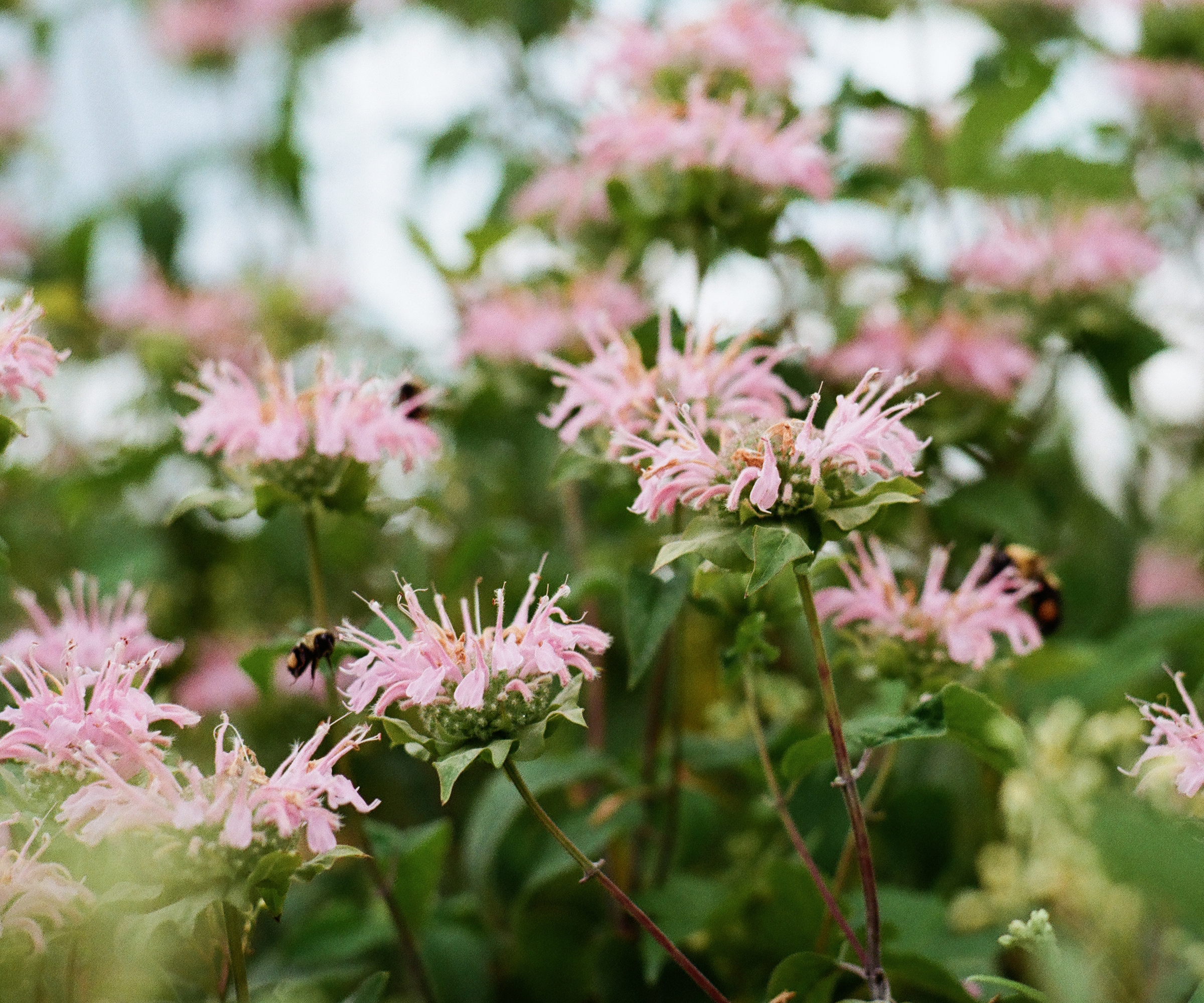 The pink flowers of wild bergamot (Monarda fistulosa) up close