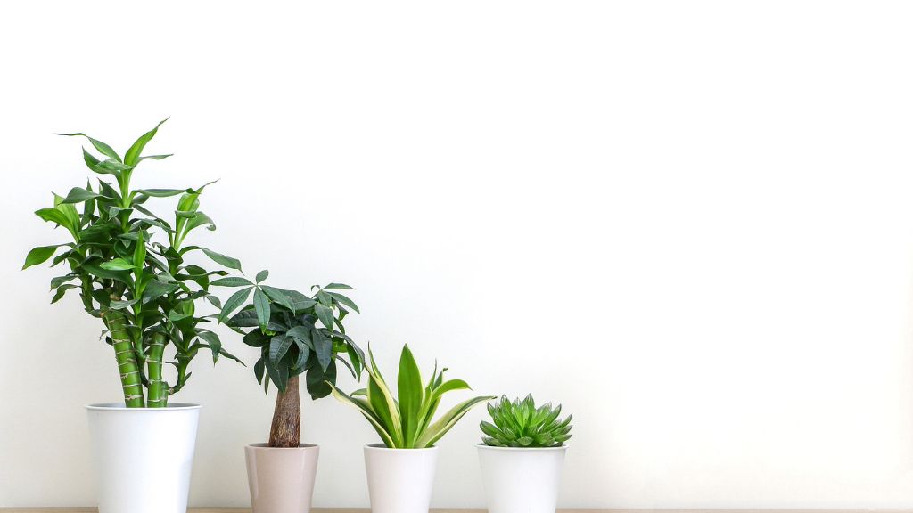 a row of four houseplants