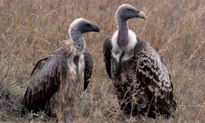 For a pair of griffon vultures, theirs was a love that dare not speak its name.