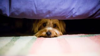 Why do dogs hide under the bed? Dog hiding under bed