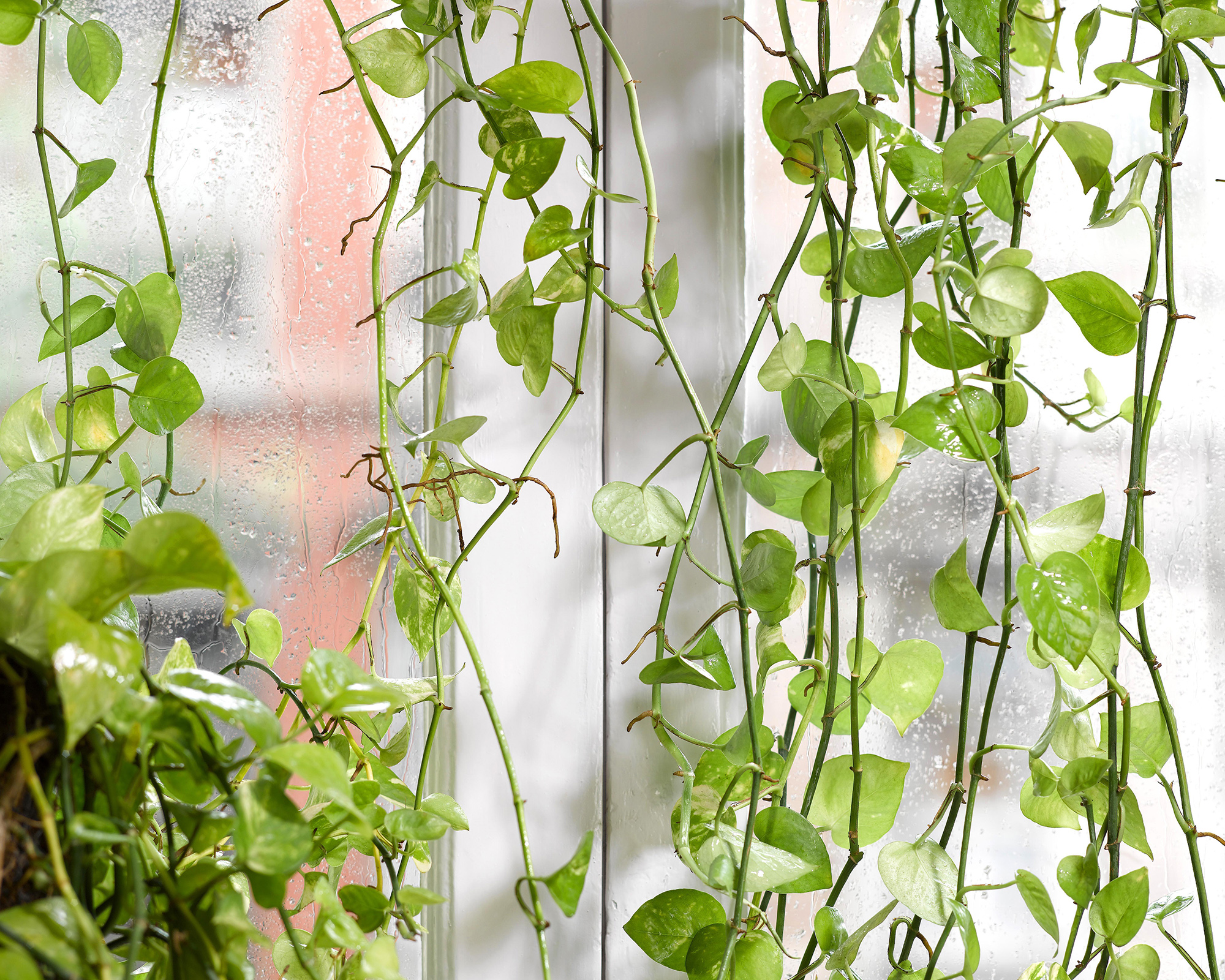 Money plant, Devil's ivy, Epipremnum aureum, arum family Araceae, green plant in front of window