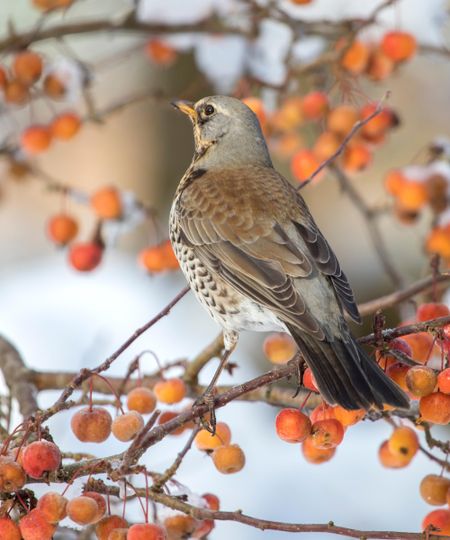 Fieldfare sitting on crab apple in winter
