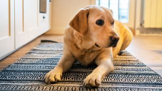 Labrador lying on kitchen floor