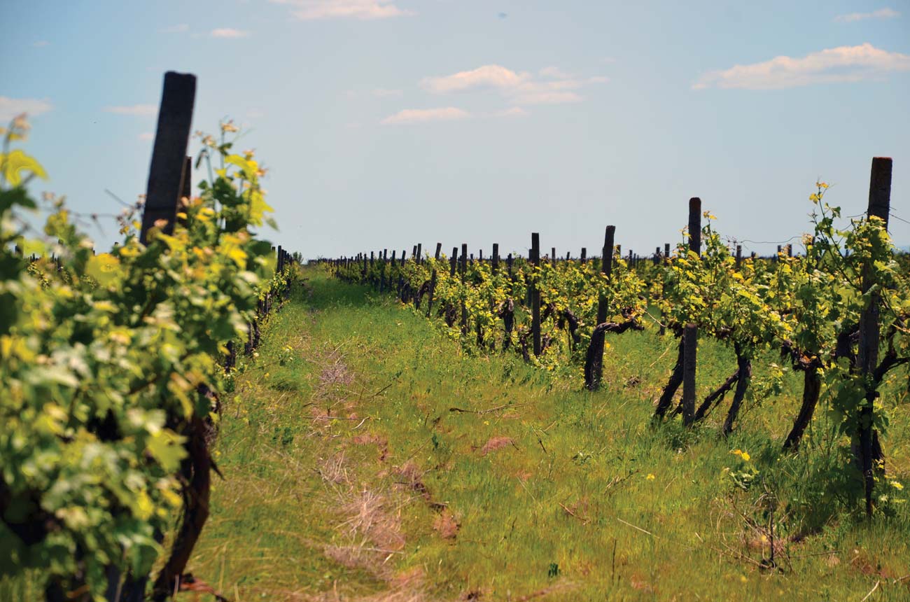 Rows of vines and cover crops