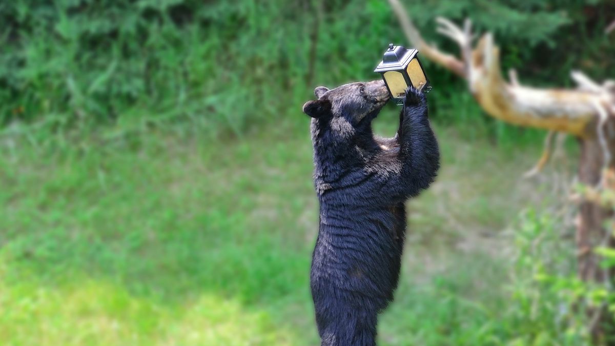 Bear reaching seed in bird feeder