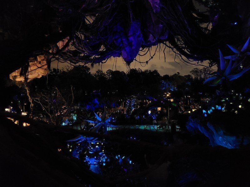 Galaxy S20 captures Pandora's wildlife