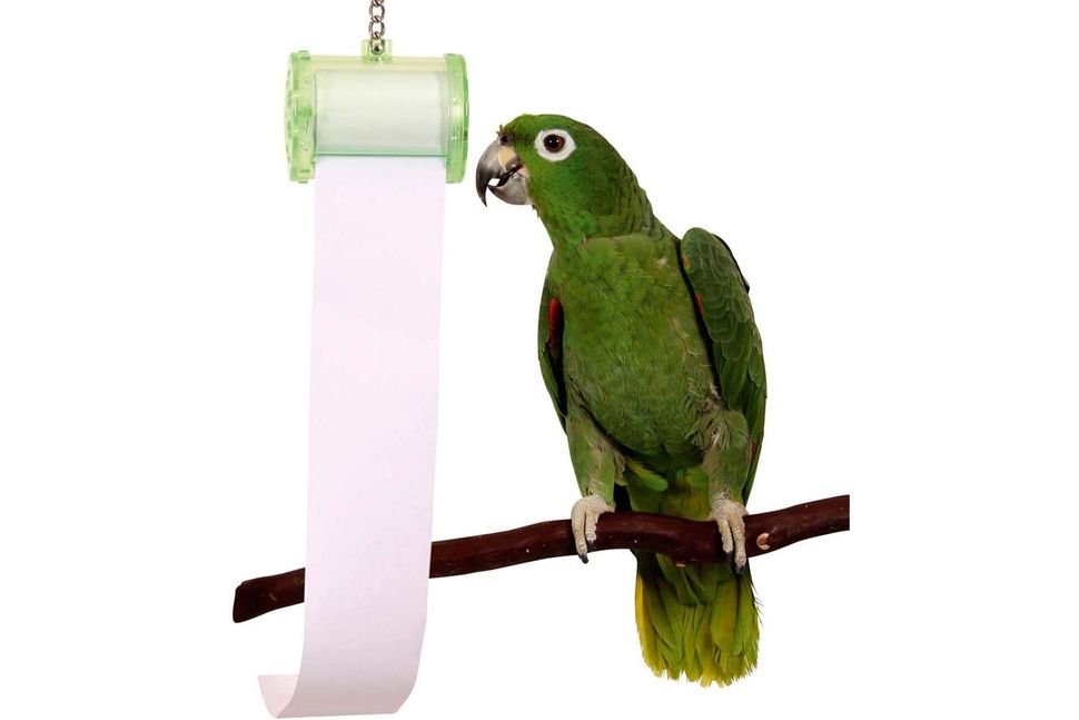 Best toys for parrots Keep your feathered friend flapping PetsRadar