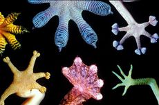 Geckos inspire more than car insurance