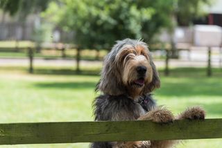 Otterhound with paws up on fence