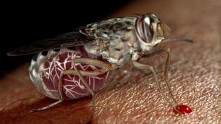a tsetse fly close up sucking blood from a human