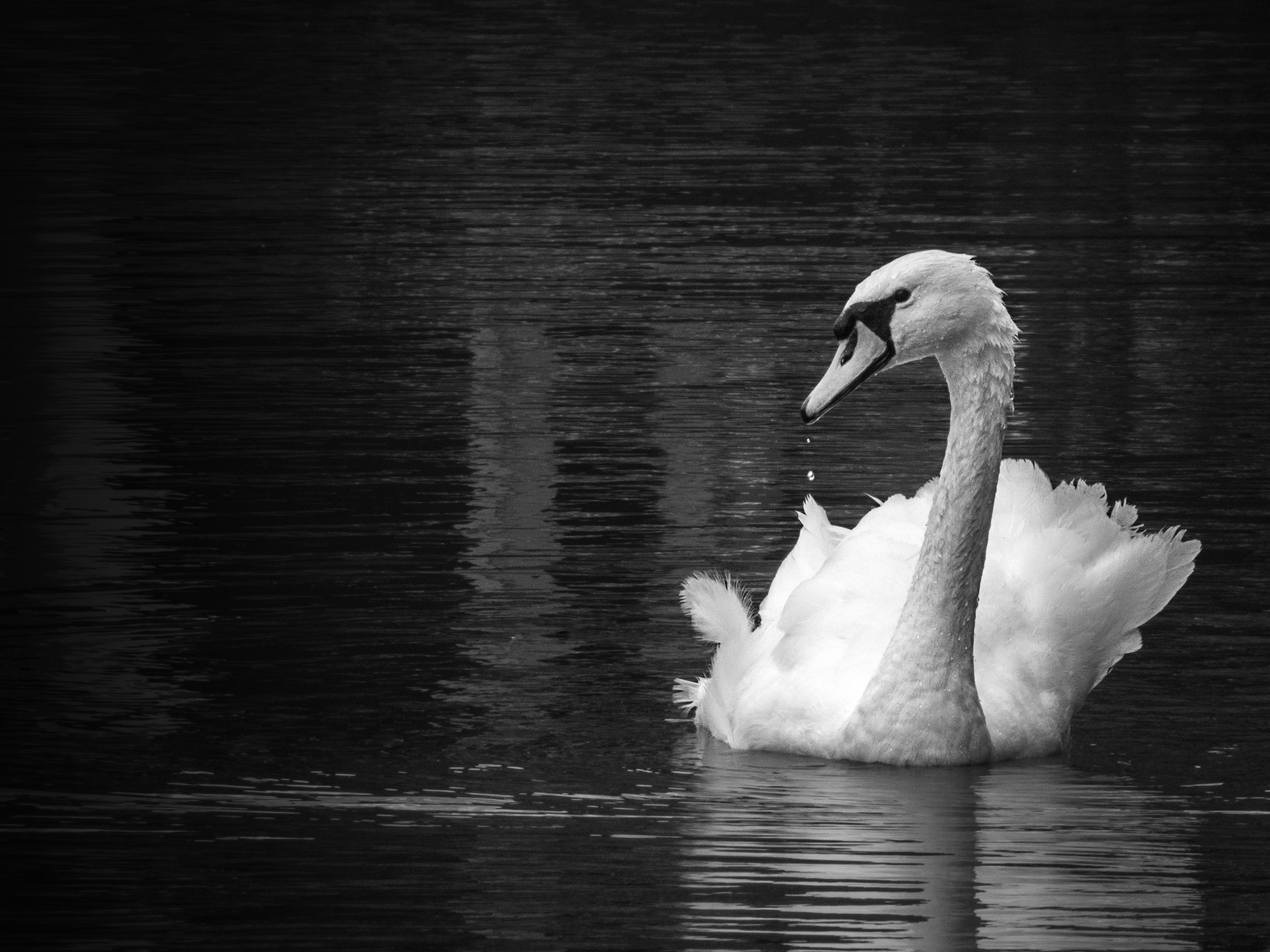Black and white image of swan captured with Nikon P1100 by Mike Harris