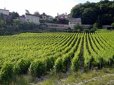 Loire vineyard
