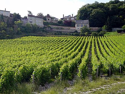 Loire vineyard