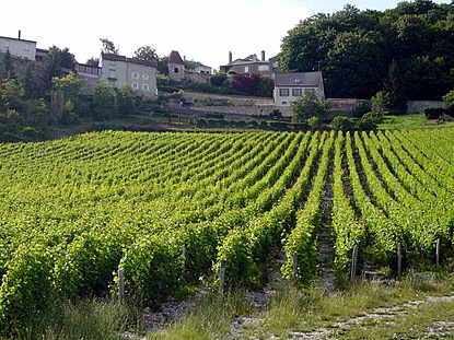 Loire vineyard