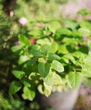 Mint in container
