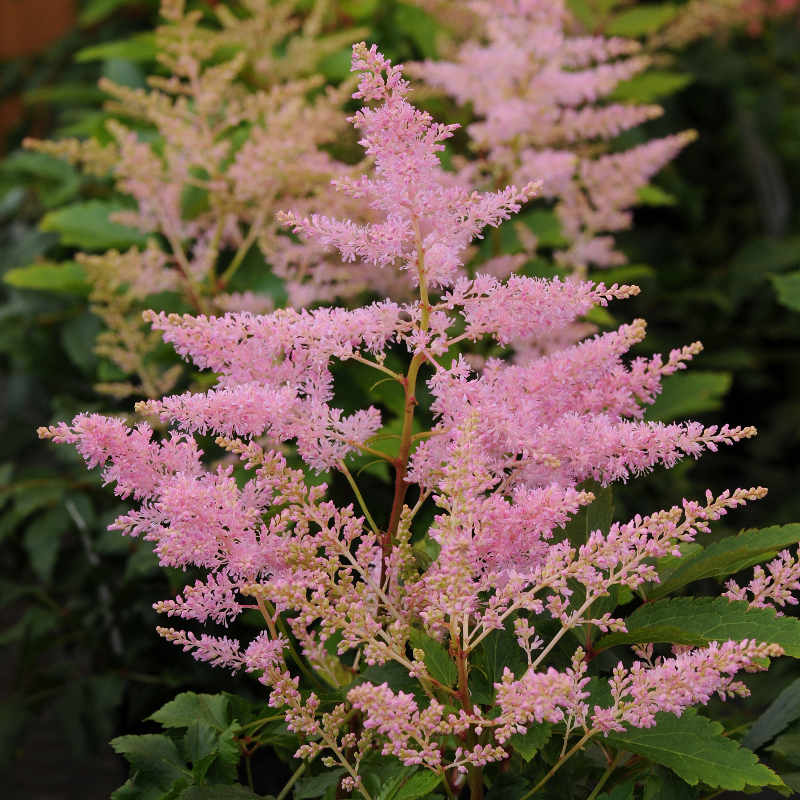 Younique Silvery Pink&amp;trade; Astilbe