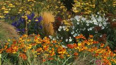 A flower border with Sorbus, Calamagrostis, Helenium, and Chrysanthemum blooming in the autumn