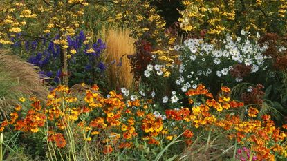 A flower border with Sorbus, Calamagrostis, Helenium, and Chrysanthemum blooming in the autumn