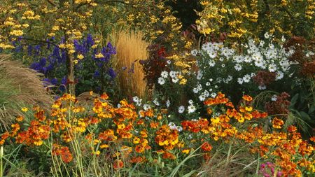 A flower border with Sorbus, Calamagrostis, Helenium, and Chrysanthemum blooming in the autumn