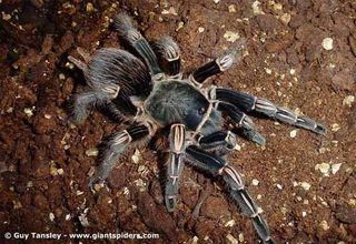 Zebra tarantula, female (Aphonopelma seemanni)