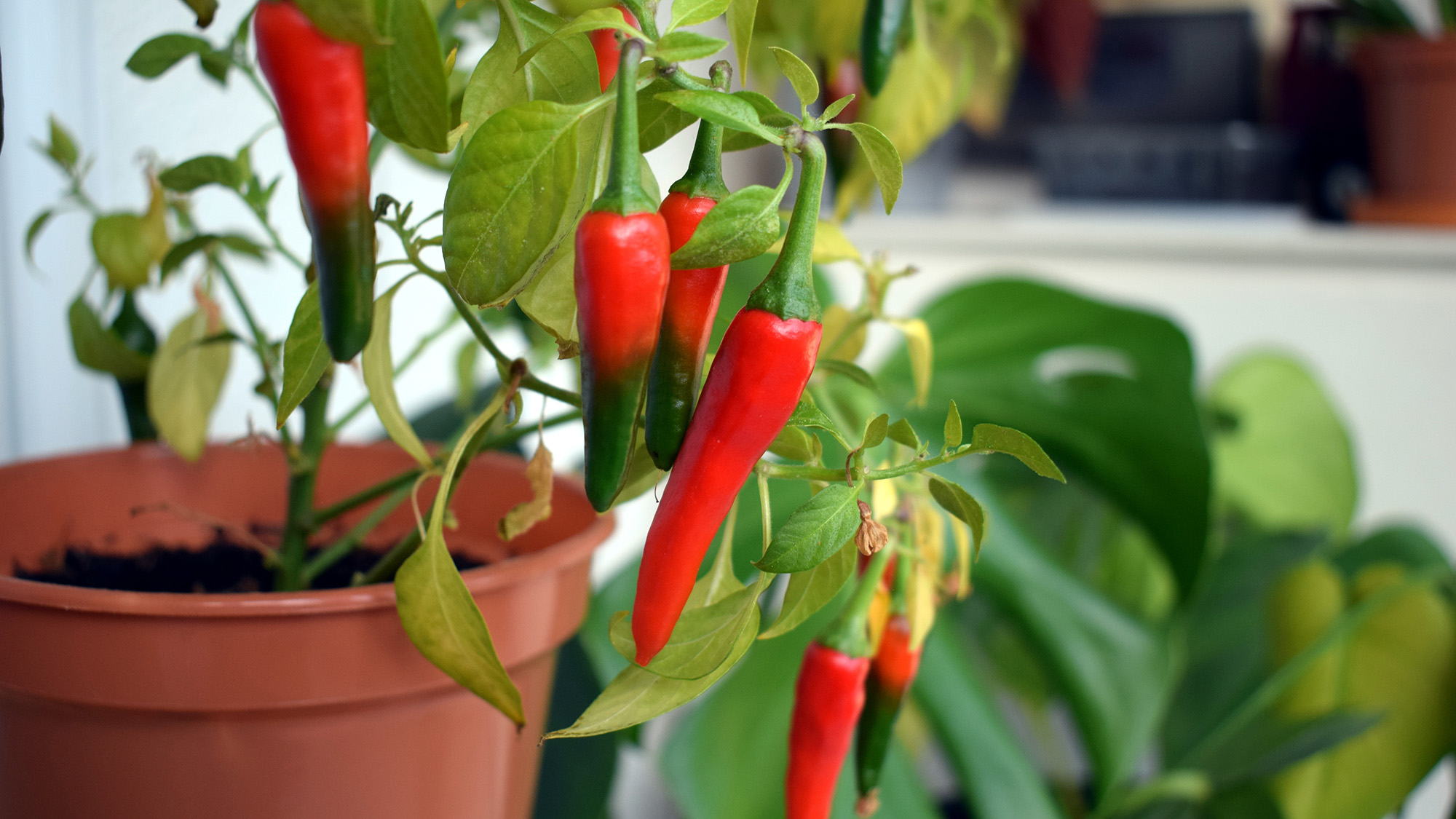 A small indoor potted red chili plant