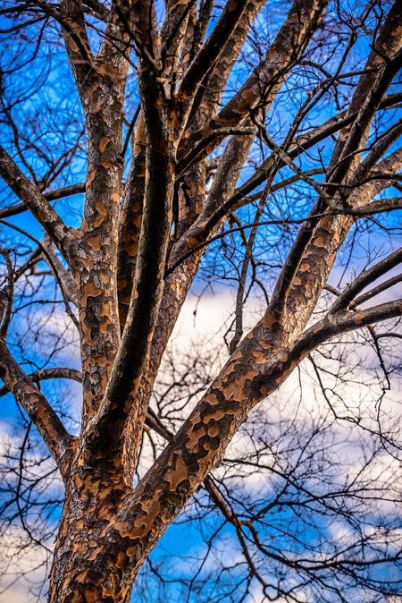 lacebark elm