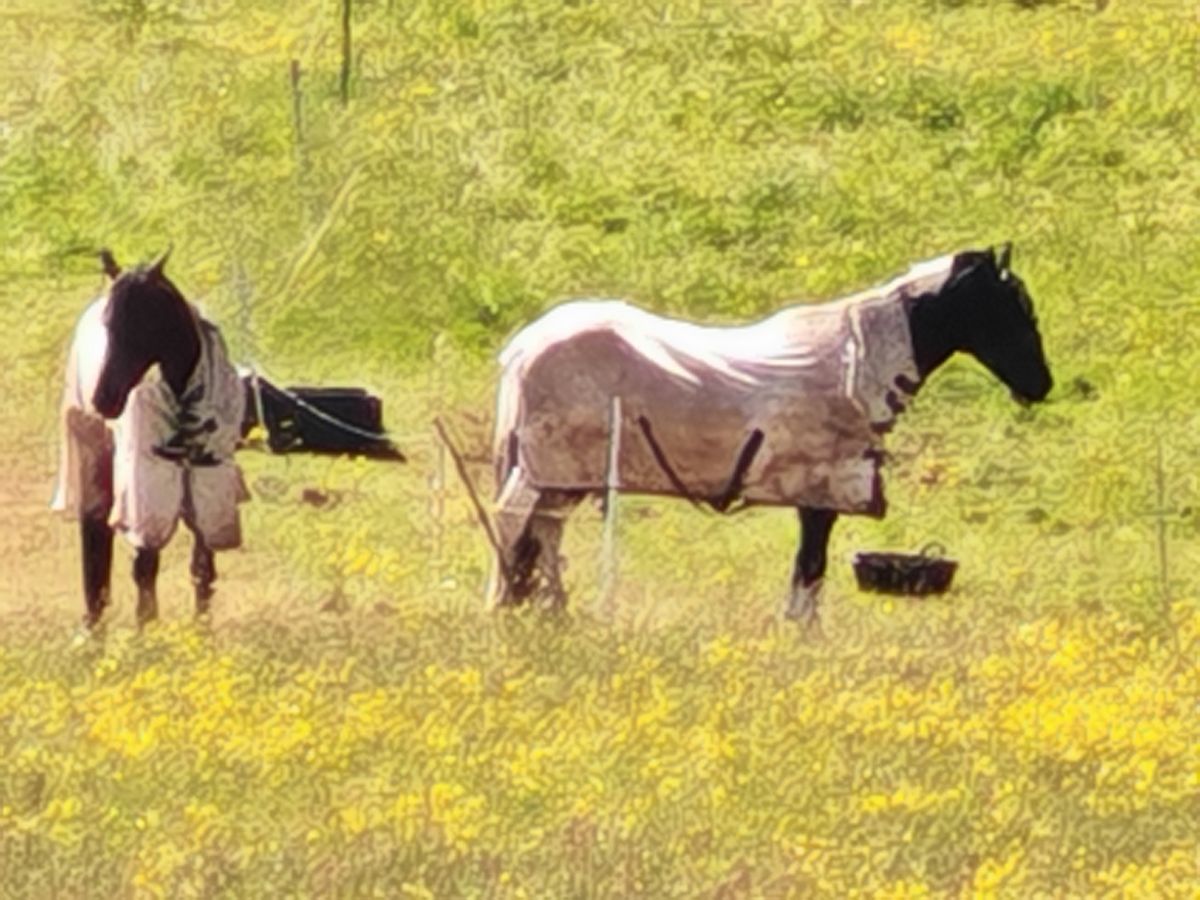 A zoom shot taken on the Honor 400 Pro 50x featuring a pair of horses