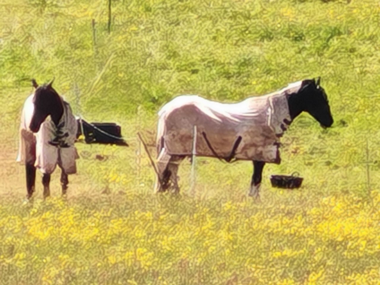 A zoom shot taken on the Honor 400 Pro 50x featuring a pair of horses