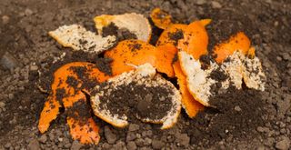 Orange peel buried into topsoil to show how to use orange peels in your garden