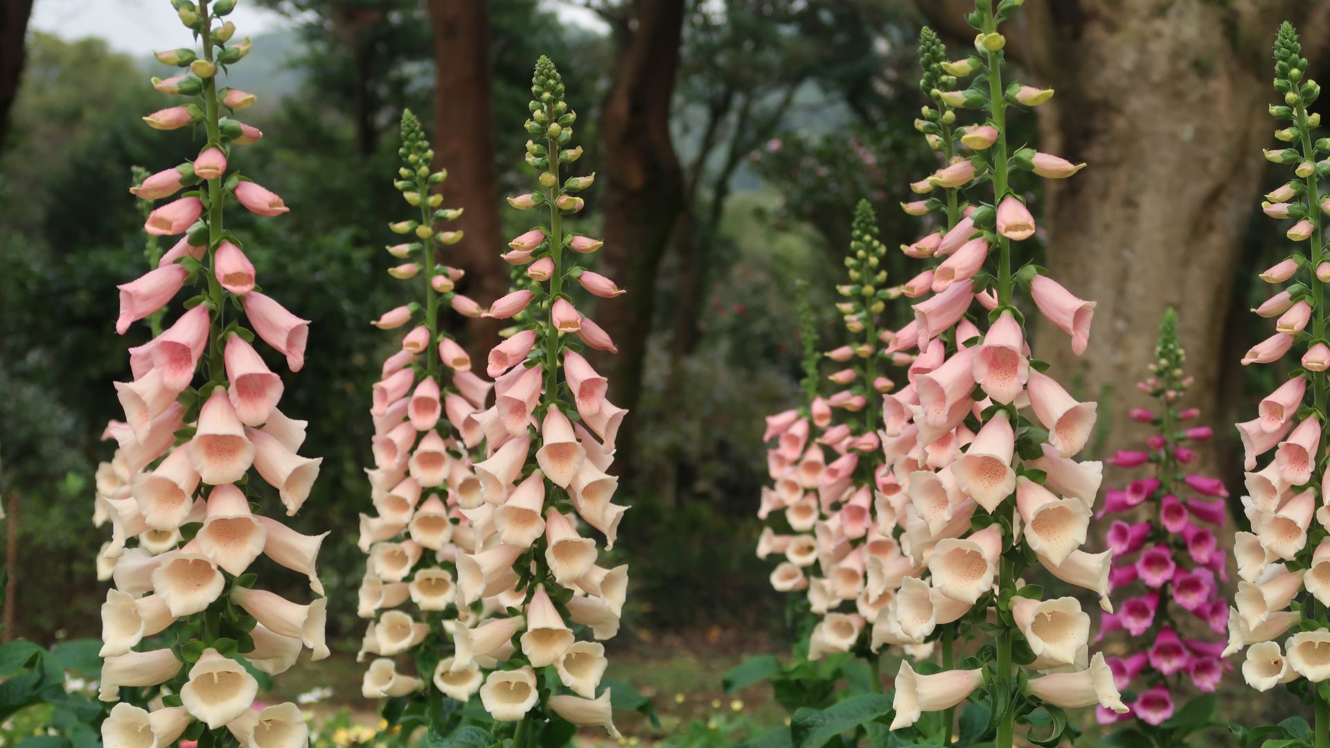 picture of pink foxgloves growing garden