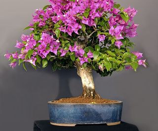 Bougainvillea bonsai tree with pink flowers