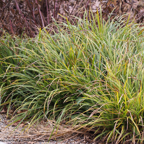 Variegated Liriope