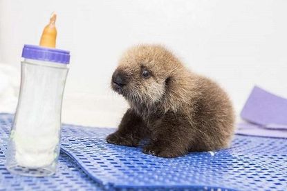This orphaned sea otter pup will steal your heart