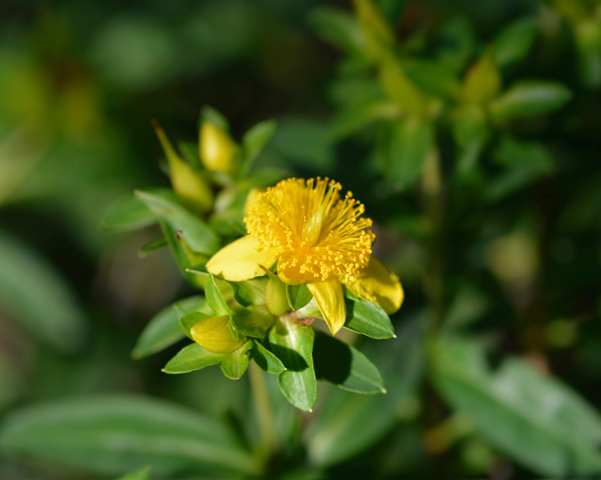 Kalms St Johns wort flowers - Latin name - Hypericum kalmianum