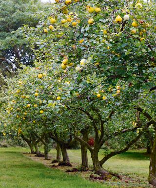 Identifying-british-trees-fruit