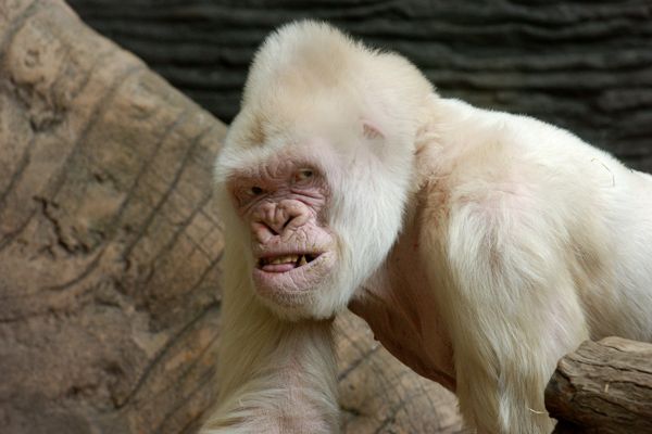 white gorilla